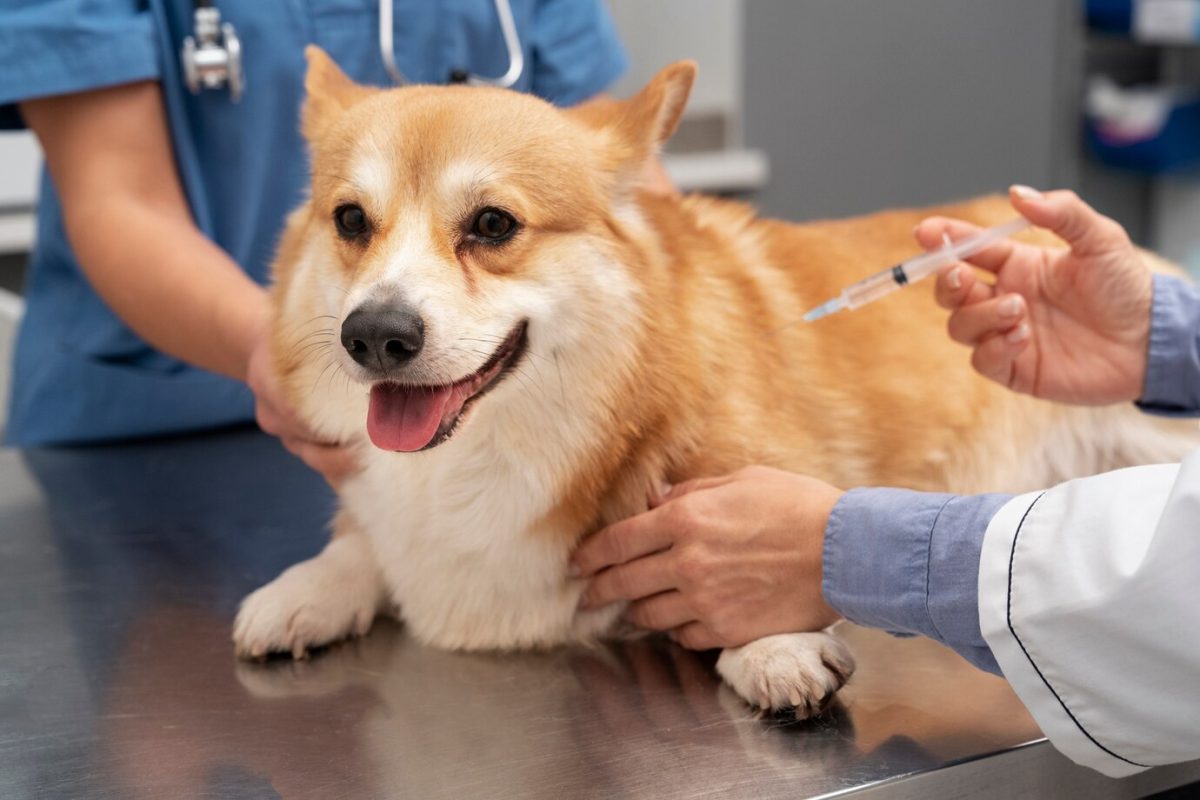 veterinarian-taking-care-pet-dog_23-2149198633